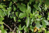 View full-size image Cotoneaster lucidus