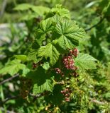View full-size image Ribes biebersteinii