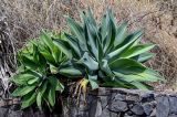 View full-size image Agave attenuata