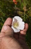 View full-size image genus Papaver