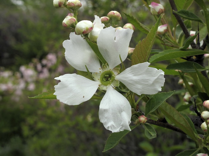 Image of Exochorda serratifolia specimen.