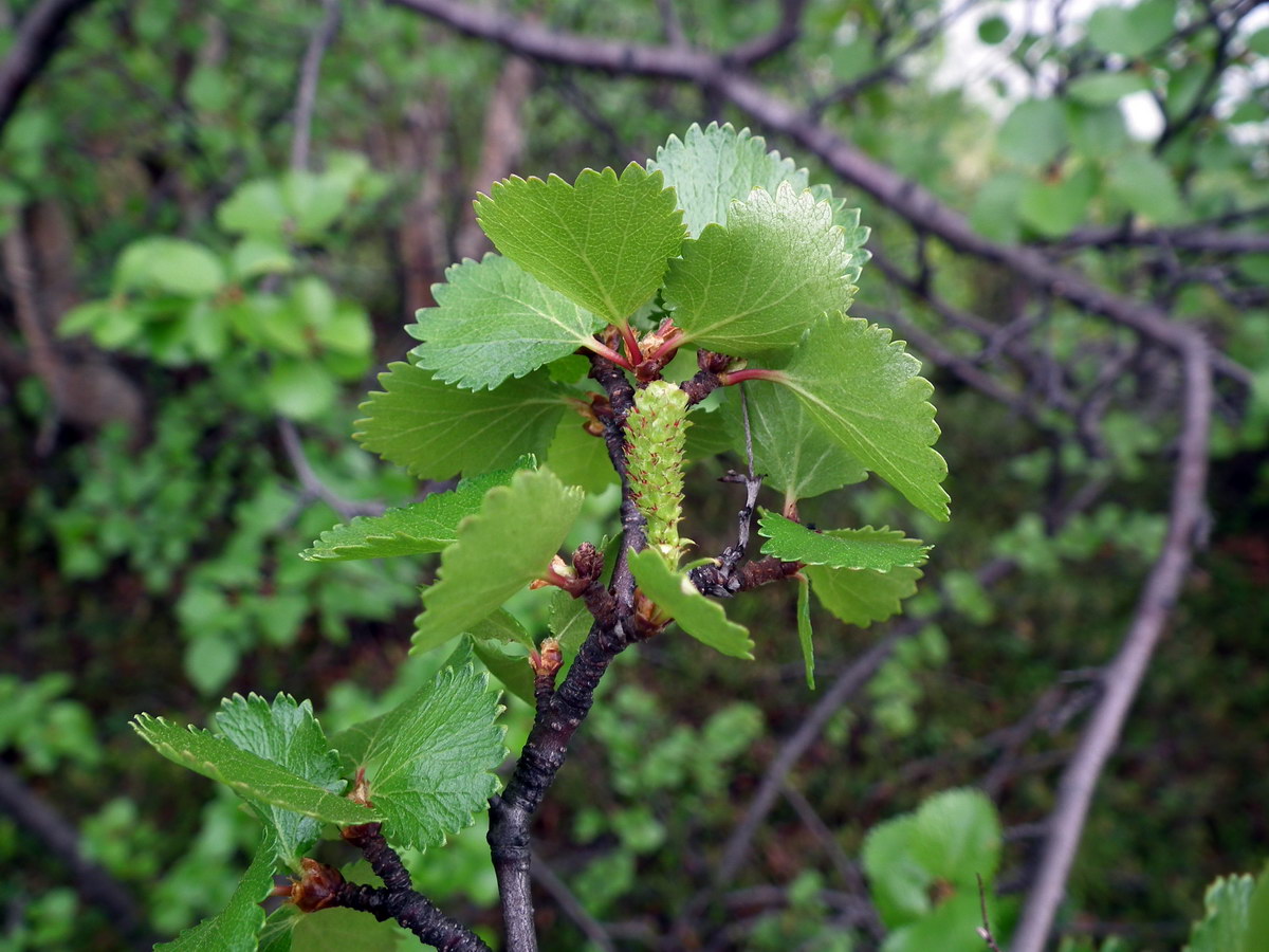 Image of Betula &times; alpestris specimen.