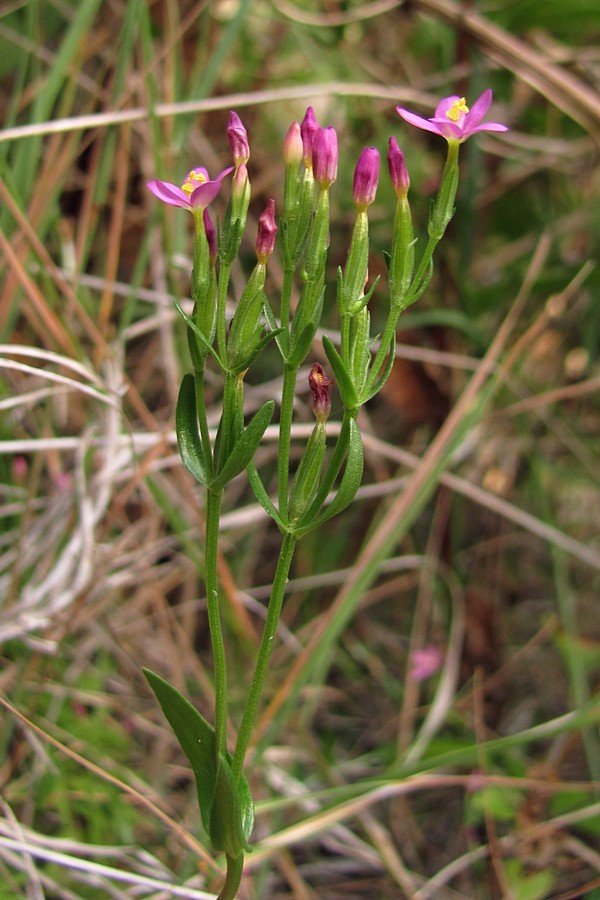 Image of Centaurium erythraea ssp. turcicum specimen.