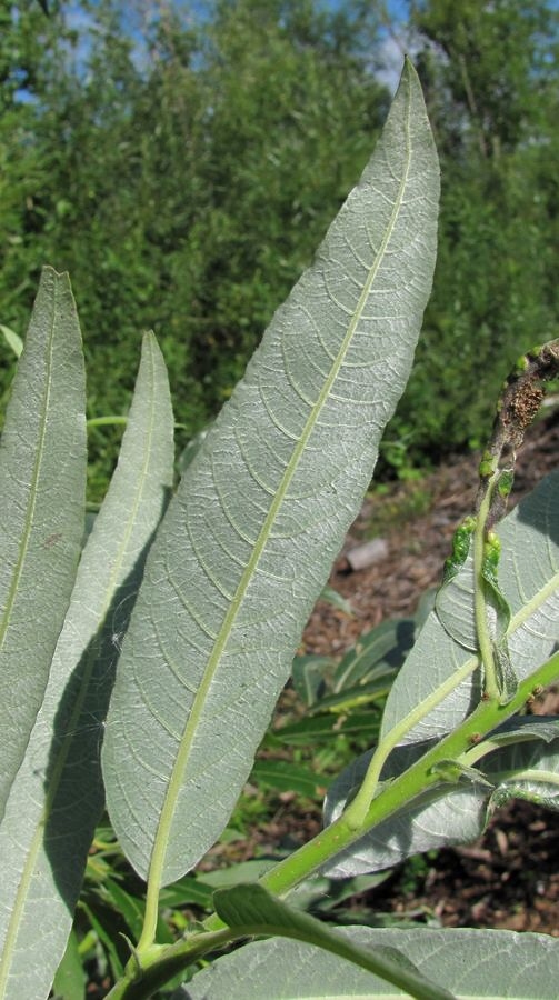 Image of Salix gmelinii specimen.