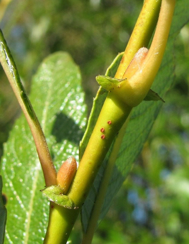 Изображение особи Salix &times; tetrapla.