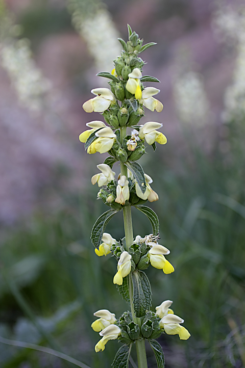 Image of Phlomoides labiosa specimen.