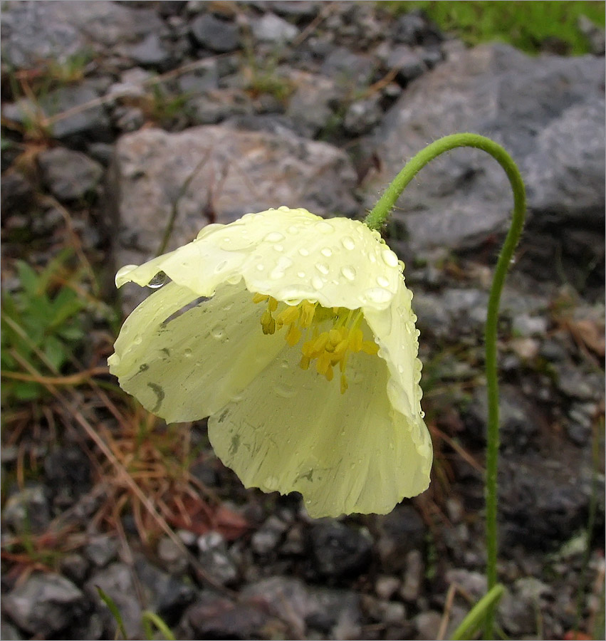 Image of Papaver lapponicum specimen.