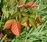 Rubus nessensis. Побег с листьями в осенней окраске. Московская обл., Раменский р-н, окр. дер. Хрипань, просека под ЛЭП. 24.09.2007.