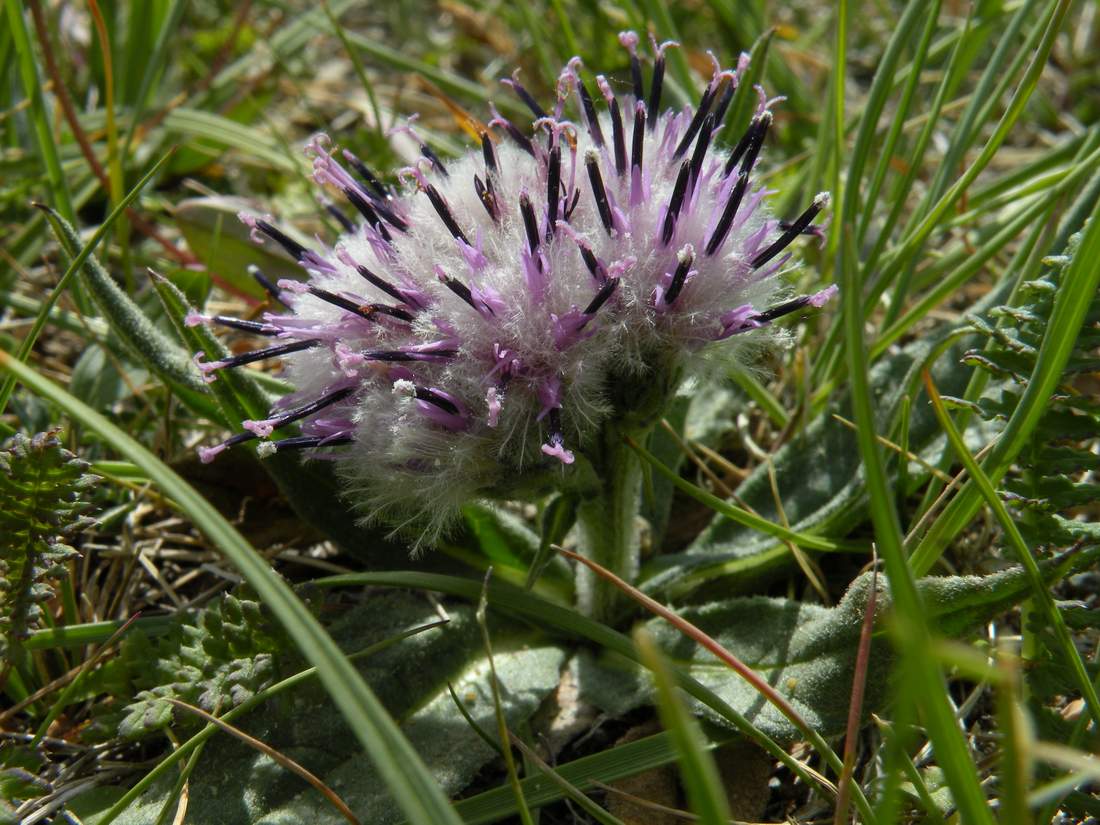 Image of Saussurea czichaczevii specimen.