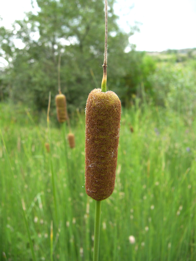 Image of Typha laxmannii specimen.