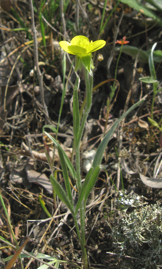 Image of Ranunculus illyricus specimen.