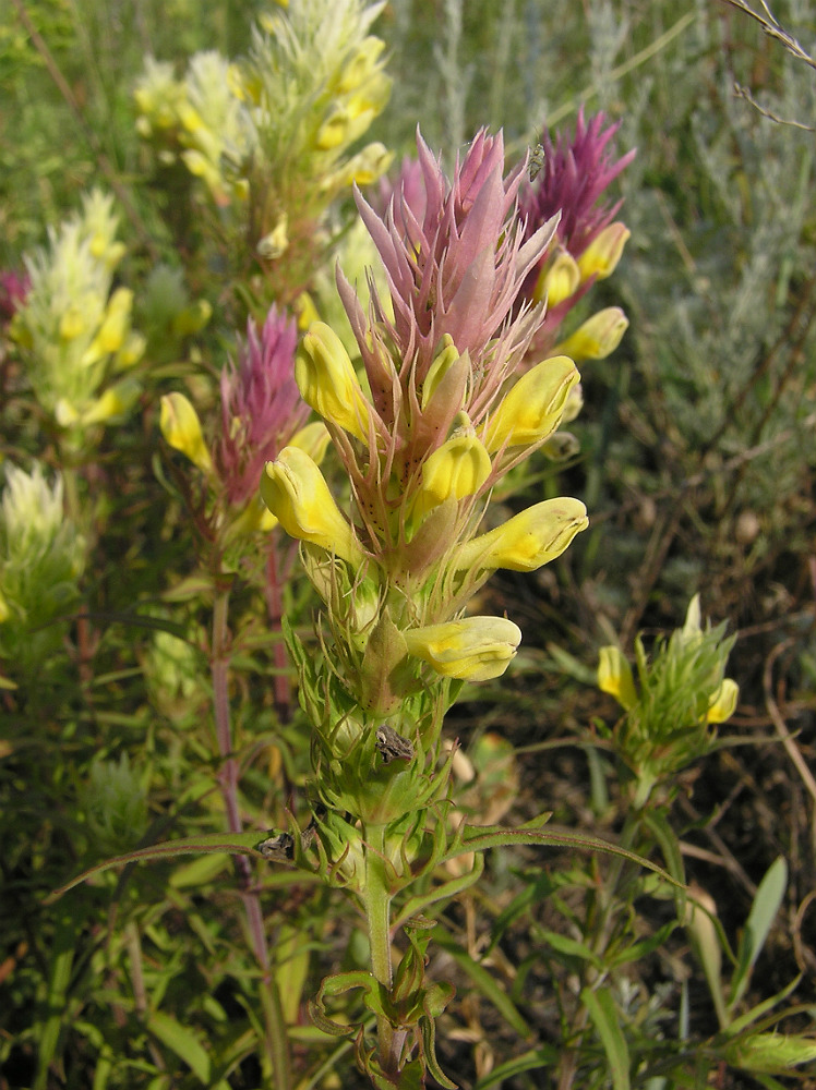 Image of Melampyrum argyrocomum specimen.