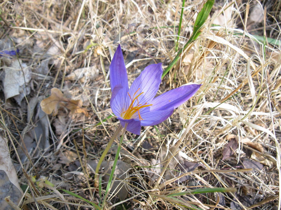 Image of Crocus speciosus specimen.