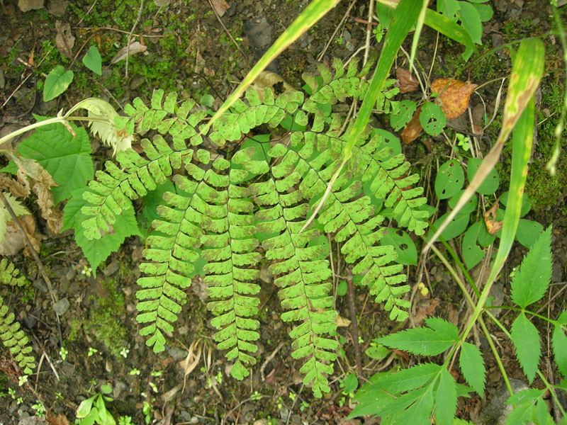 Image of Adiantum pedatum specimen.