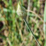 Xeranthemum annuum