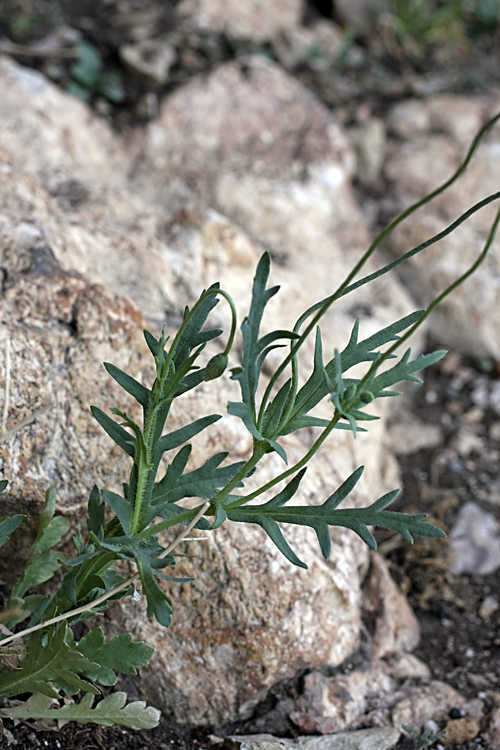 Image of Papaver litwinowii specimen.