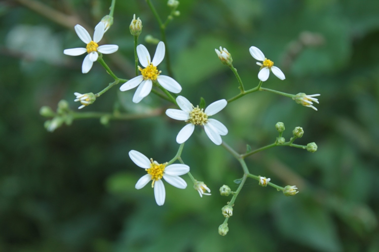 Изображение особи Doellingeria scabra.