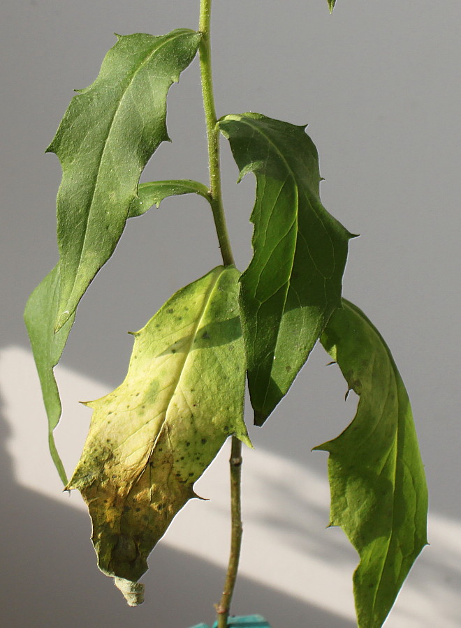 Image of Hieracium sabaudum specimen.