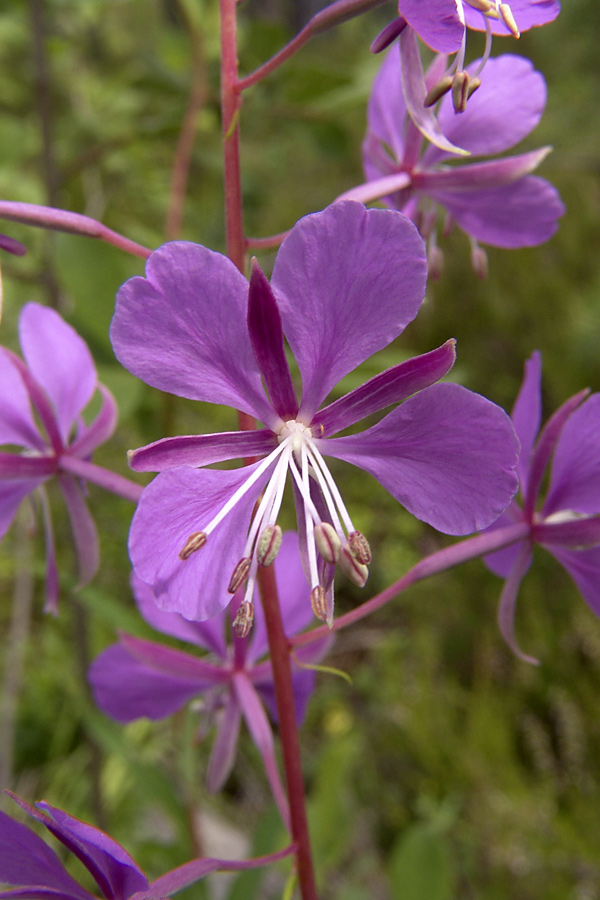 Image of Chamaenerion angustifolium specimen.