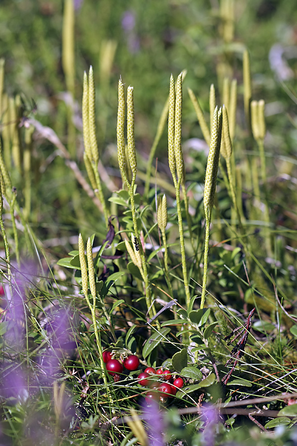 Image of Lycopodium clavatum specimen.