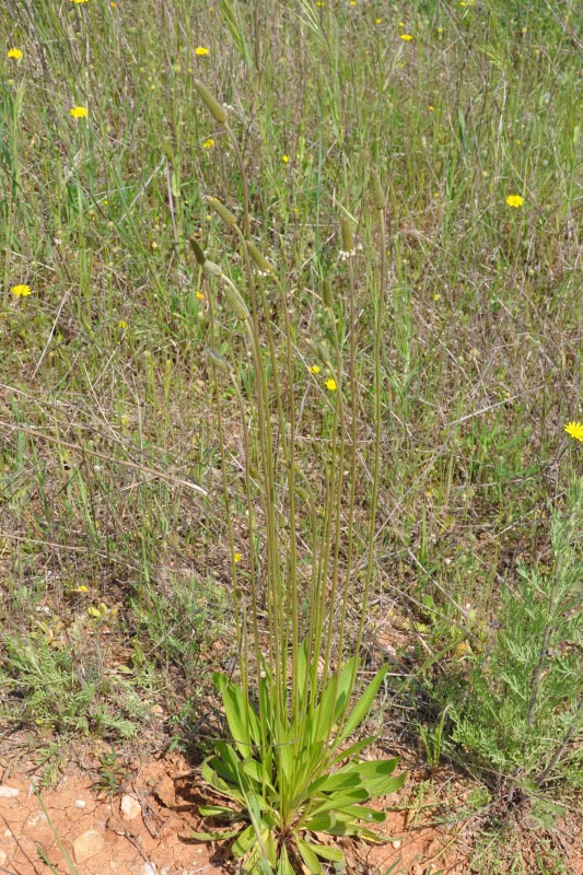 Изображение особи Plantago lanceolata.