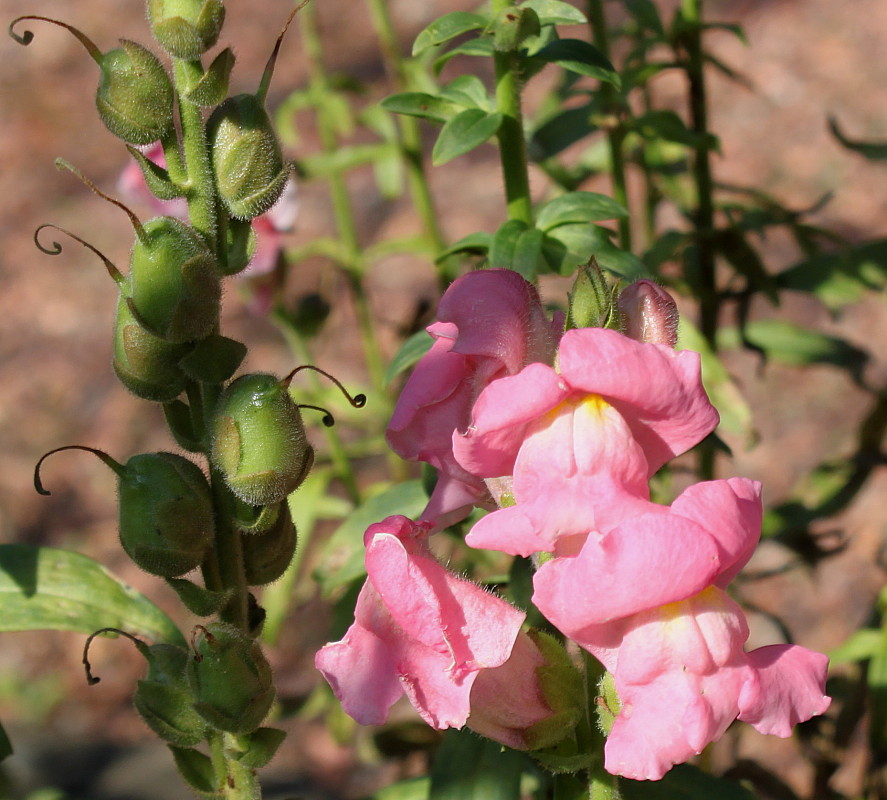 Изображение особи Antirrhinum majus.