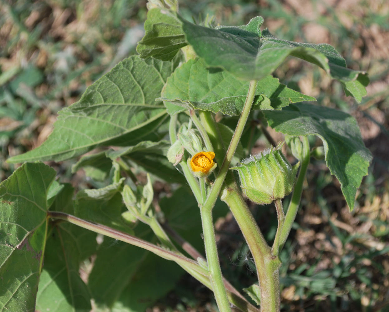 Image of Abutilon theophrasti specimen.