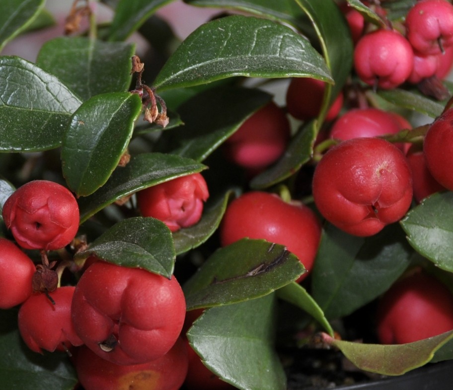 Image of Gaultheria procumbens specimen.