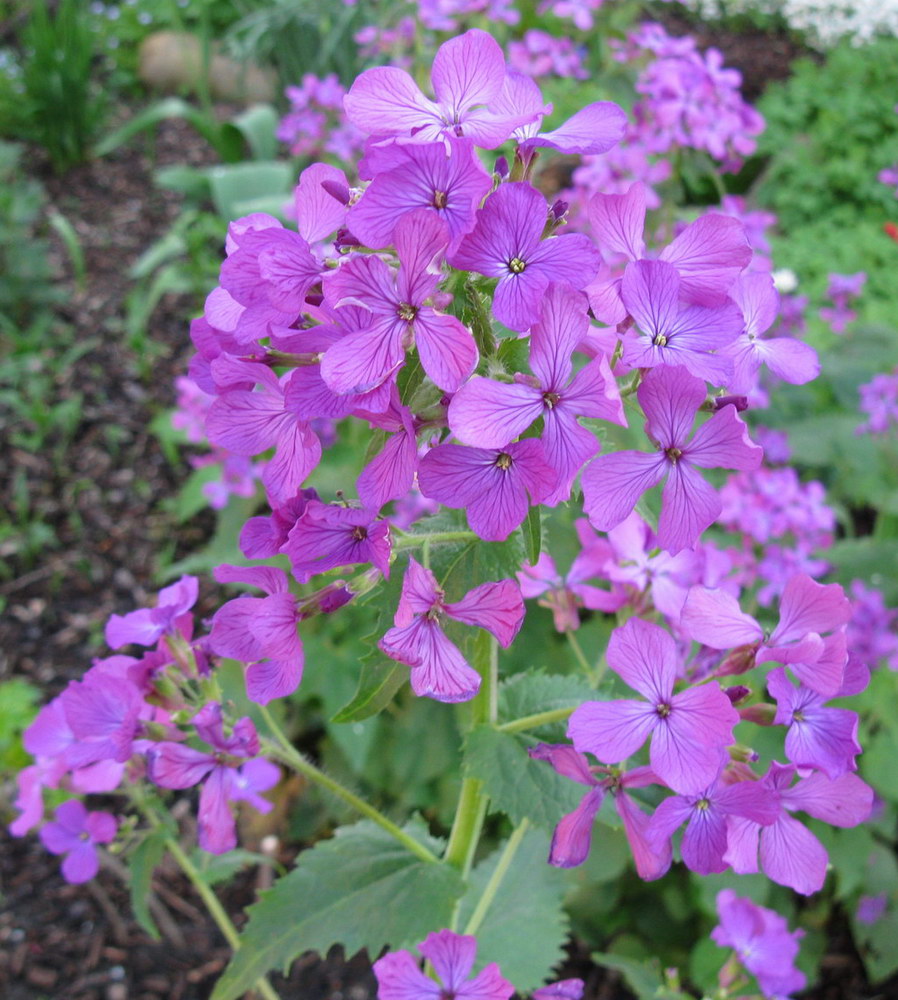 Изображение особи Lunaria annua.