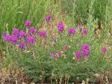 Astragalus borysthenicus. Цветущее растение в песчаной степи. Украина, Донецкая обл., Новоазовский р-н, НПП \"Меотида\", Еланчанский под. 07.06.2012.