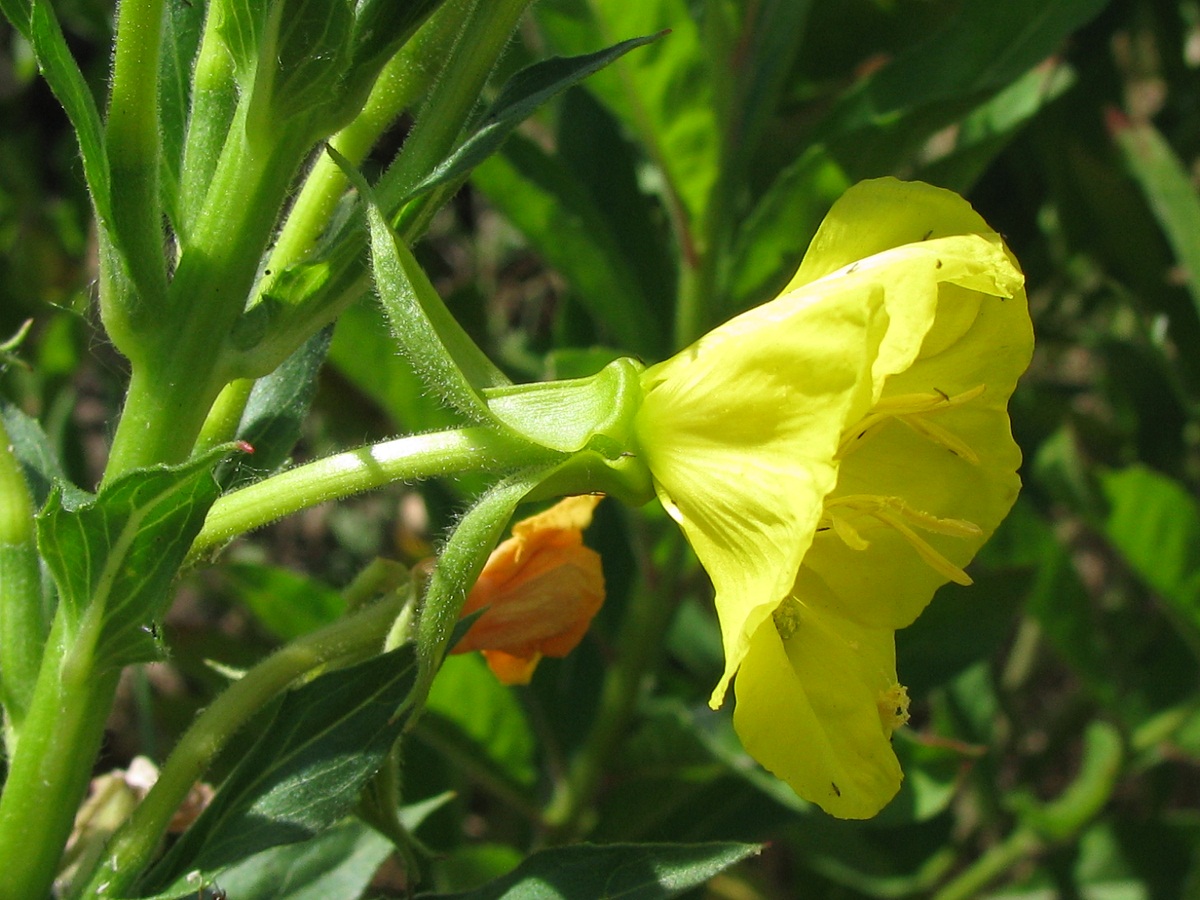 Image of Oenothera biennis specimen.