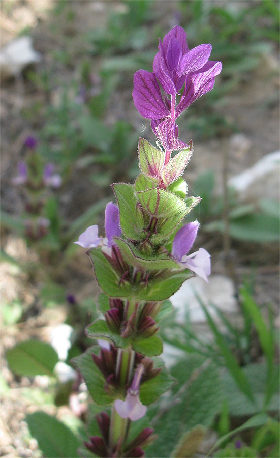 Image of Salvia viridis specimen.