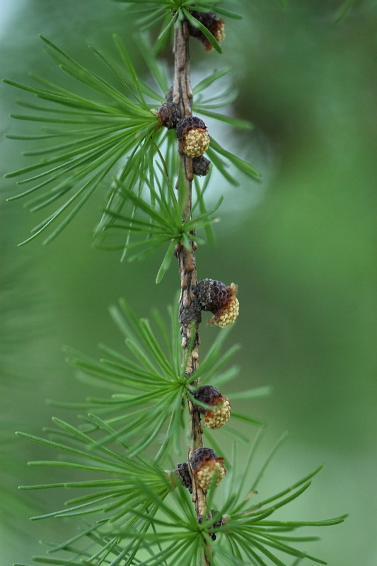 Изображение особи Larix sibirica.