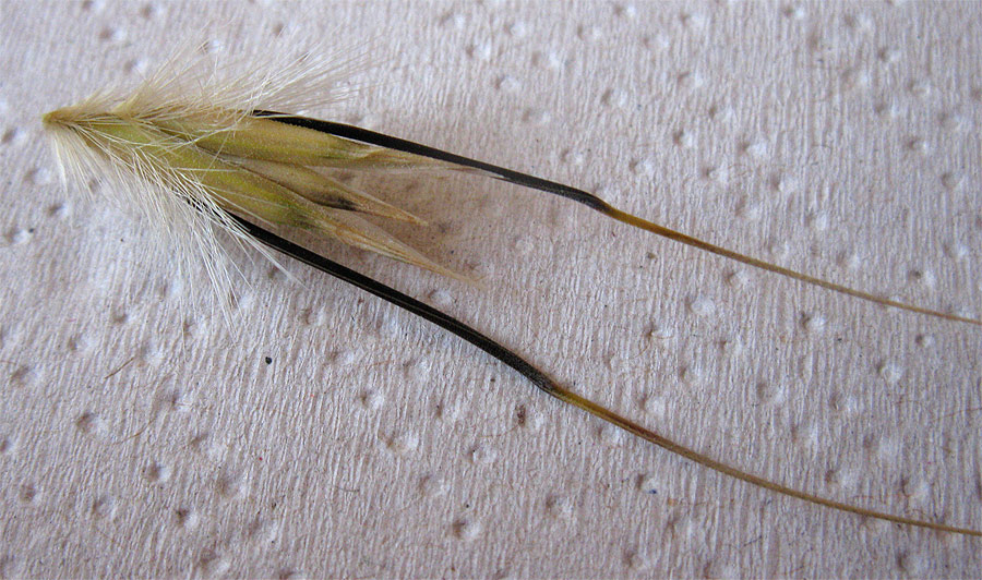 Image of genus Avena specimen.