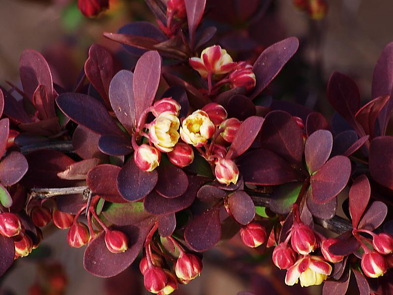 Изображение особи Berberis thunbergii.