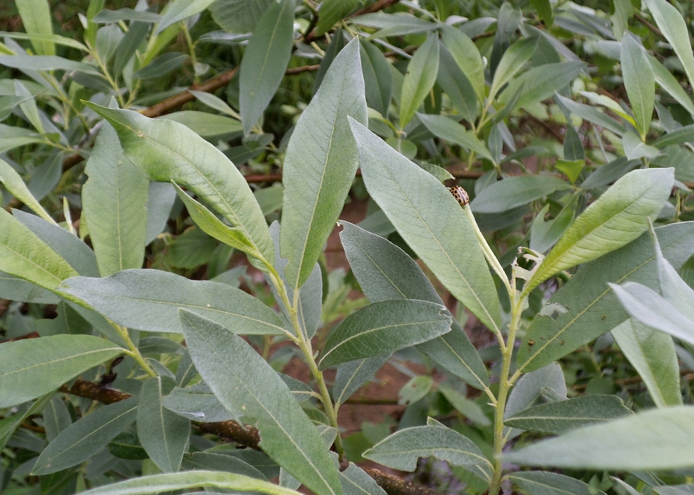 Image of Salix gmelinii specimen.