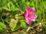 Rubus arcticus