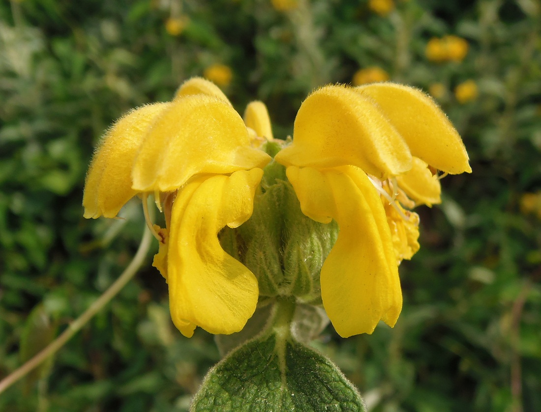 Изображение особи Phlomis fruticosa.