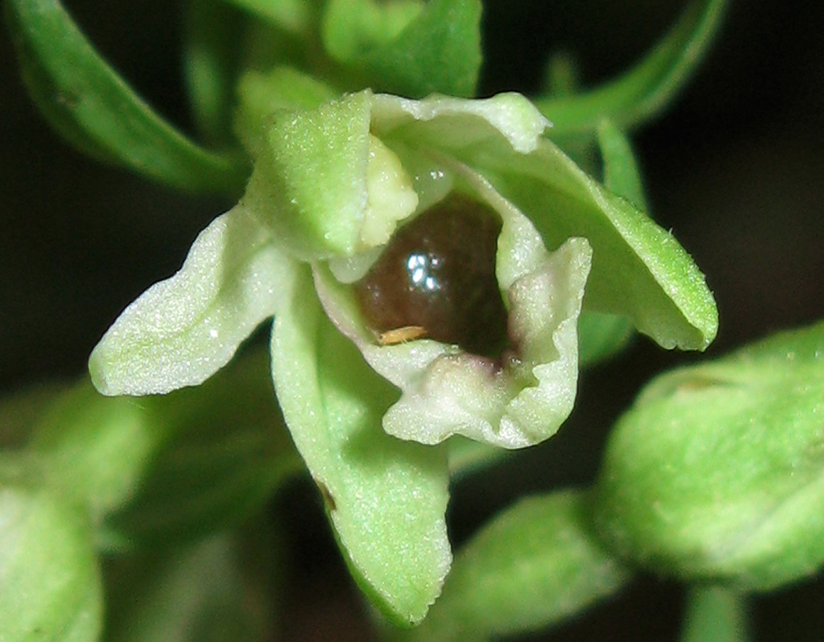 Image of Epipactis krymmontana specimen.