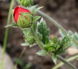 Potentilla argyrophylla разновидность atrosanguinea. Соцветие с раскрывающимся бутоном. Германия, г. Krefeld, Ботанический сад. 10.06.2013.