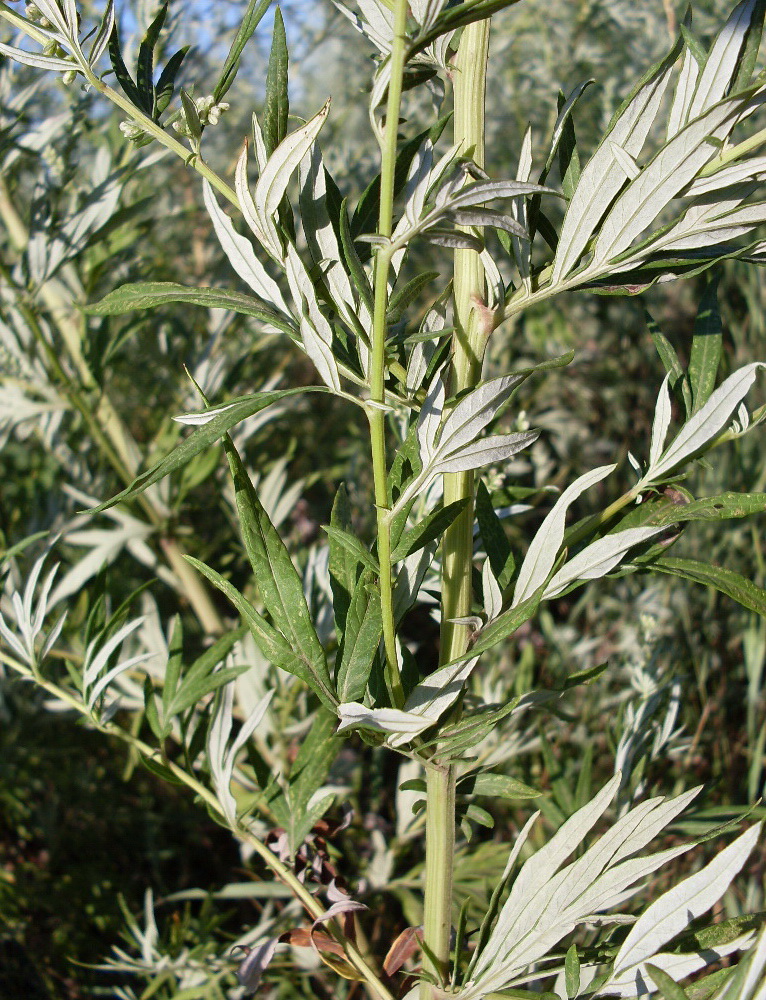 Изображение особи Artemisia vulgaris.