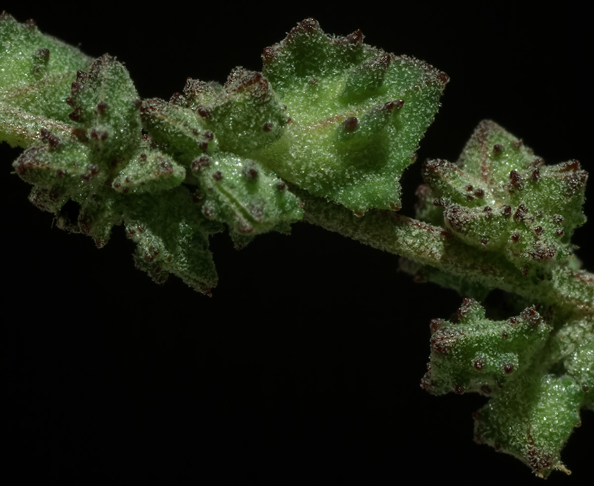 Image of Atriplex patula specimen.