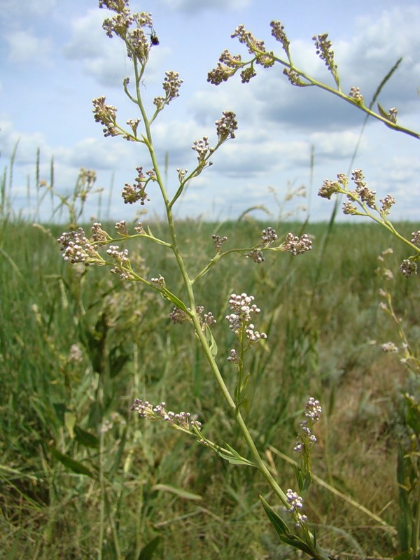 Изображение особи Lepidium latifolium.