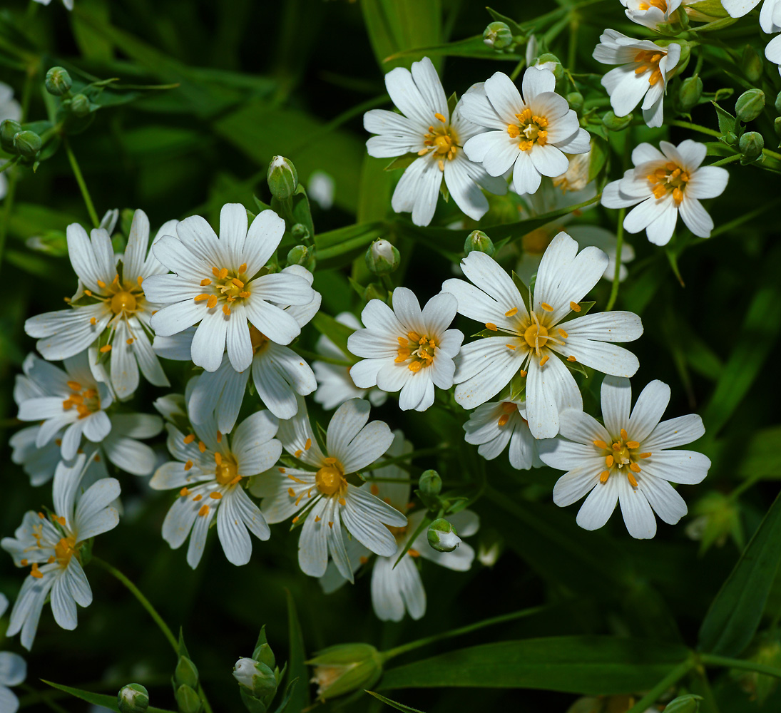 Image of Stellaria holostea specimen.