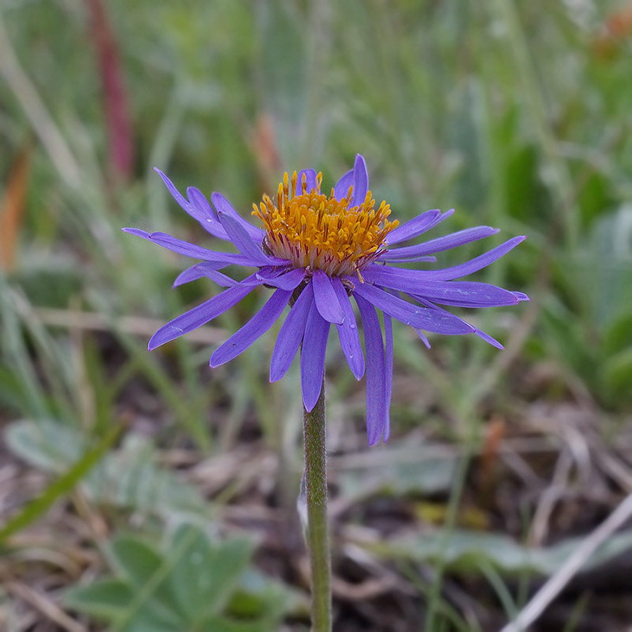 Image of Aster vvedenskyi specimen.