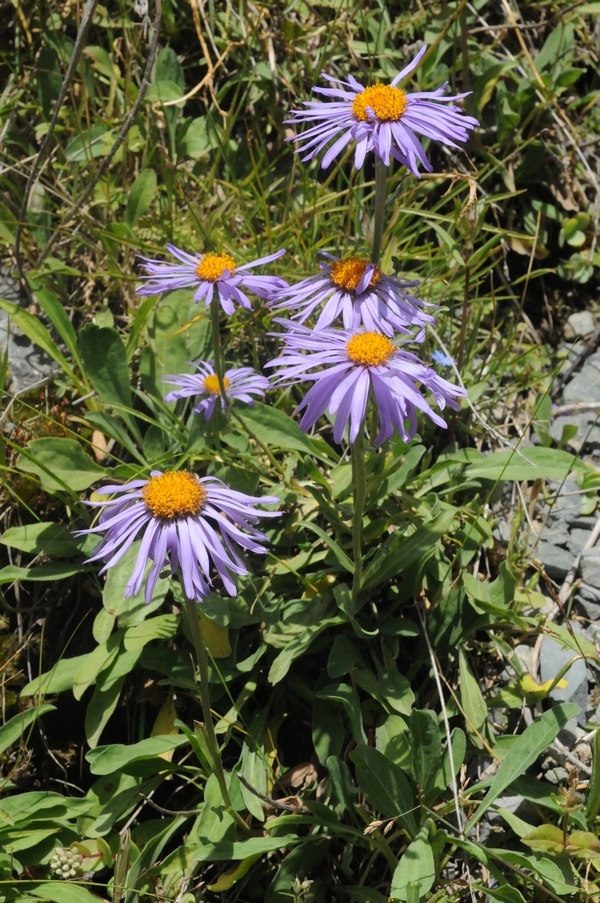 Image of Aster vvedenskyi specimen.