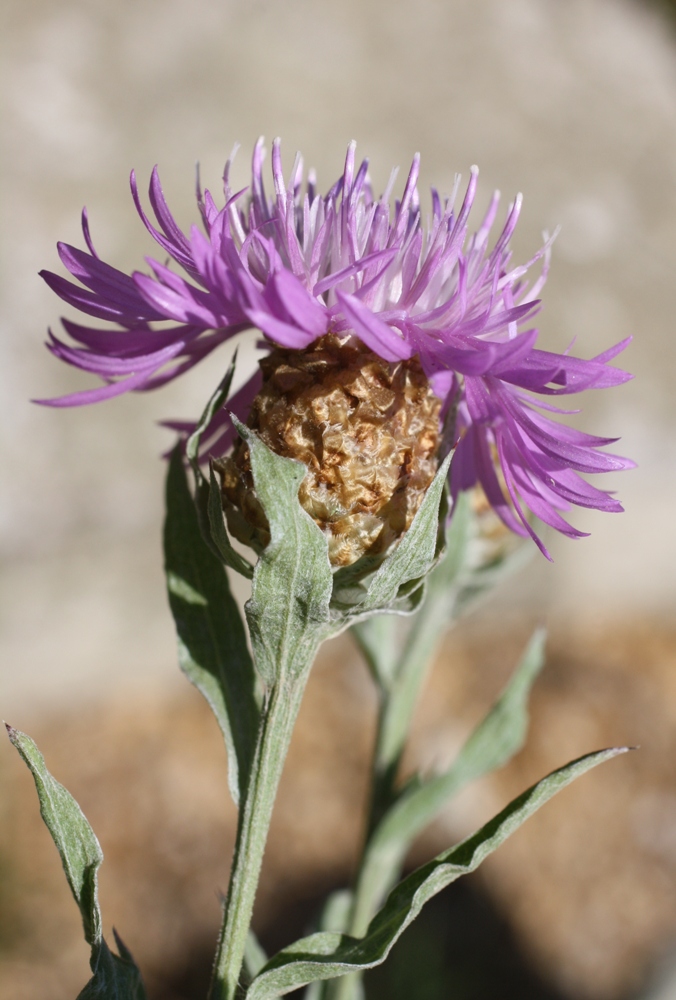 Изображение особи Centaurea jacea ssp. substituta.