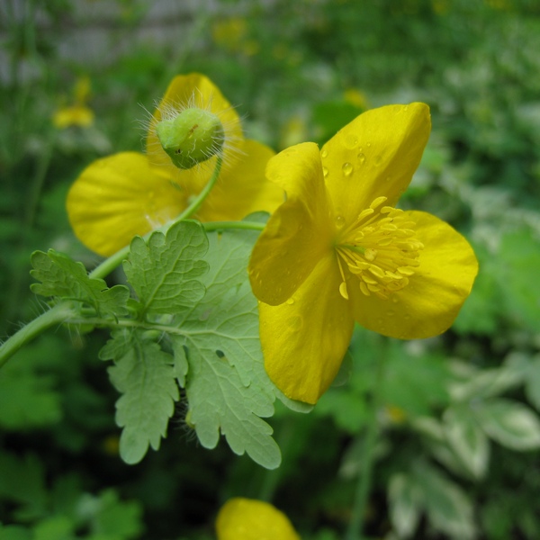 Изображение особи Chelidonium majus.