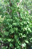 Syngonium podophyllum. Вегетирующее растение. Таиланд, остров Пханган. 22.06.2013.