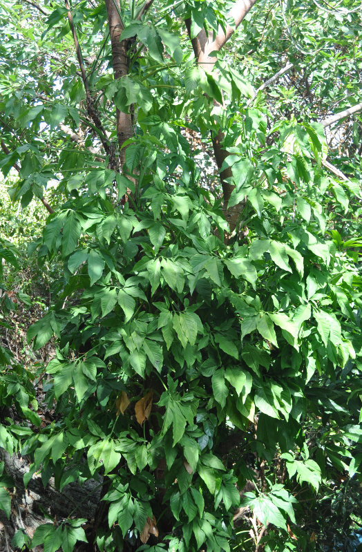 Image of Syngonium podophyllum specimen.